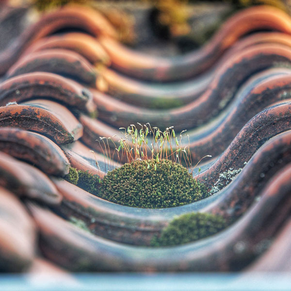 Roof Cleaning Services Roof Cleaning Services